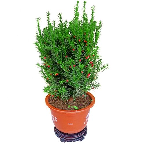 盆景美国曼地亚红豆杉盆景 结果量大紫杉醇含量高12年盆景带果多