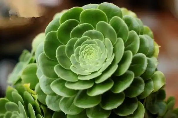 多肉植物图片,多肉植物图片大全名称(100种常见多肉图鉴)