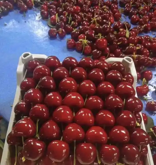 樱桃和车厘子的区别