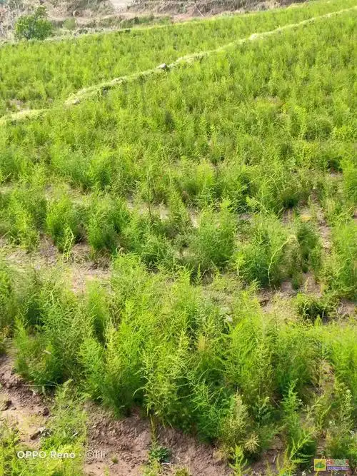 天冬有哪些功效与作用?