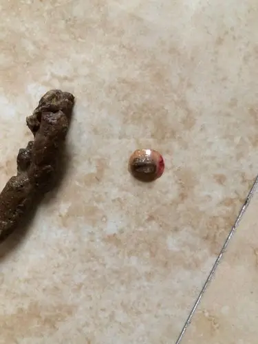 家里20多度,狗狗总爱睡觉,逗他也有反应,不睡的时候挺精神的