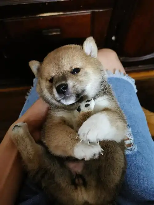 出售一只可爱的小柴犬4500出小奶狗