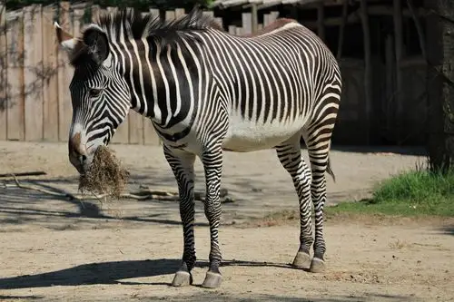 图片大全 动物图片 全身条纹的斑马图片 > 全身条纹的斑马图片 第6张