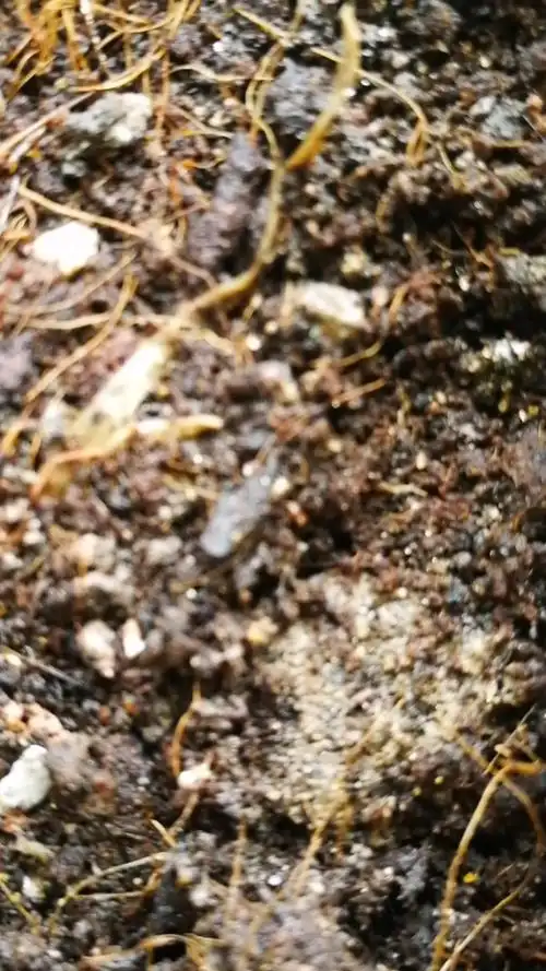 请问这是什么虫子,菜盆里发现的,如何消灭它?