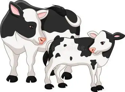 可爱的牛妈妈和小牛照片