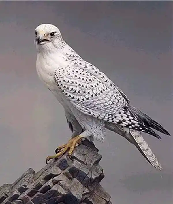 世界各国国鸟大全