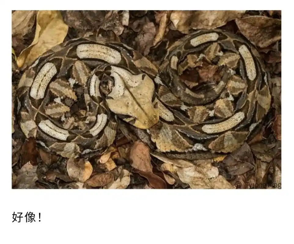 我打赌你找不出图片中的蛇!那些令人称奇的动物伪装术