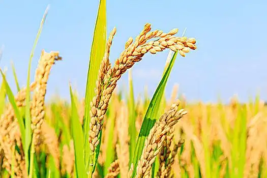 秋天,成熟,水稻,农作物,粮食