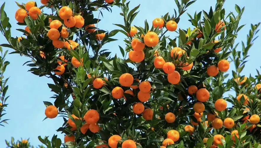 咸宁通山橘子飘香迎丰收