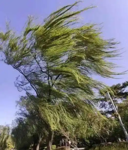 关于春季大风天气的温馨提示
