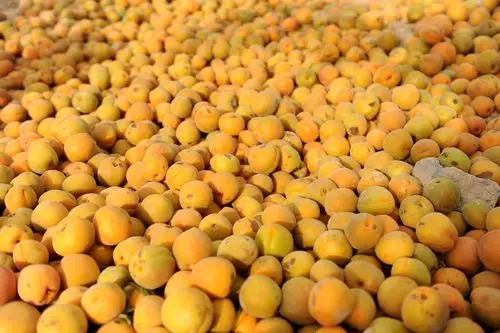 黄杏成熟价格下滑,杏核比杏贵,81岁大娘路边砸杏核换零花钱