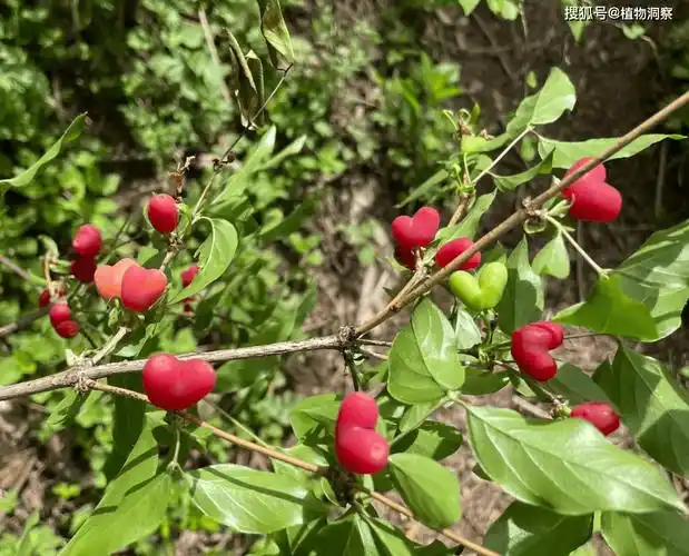 原创这植物果实长得像裤衩俗称苦糖果味道香甜多汁遇到别错过了