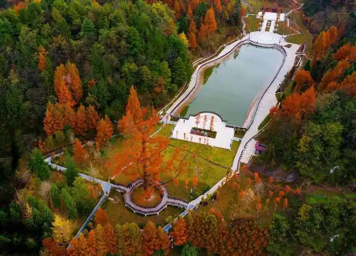 湖北省恩施州利川市水杉