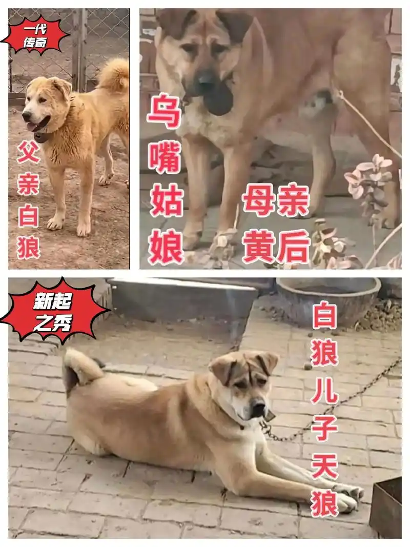 正宗的白狼儿子,取名(天狼)肩高68厘米.大头小耳朵,金钱尾 - 抖音