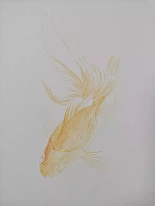 超详细彩铅教程教你画一条小金鱼