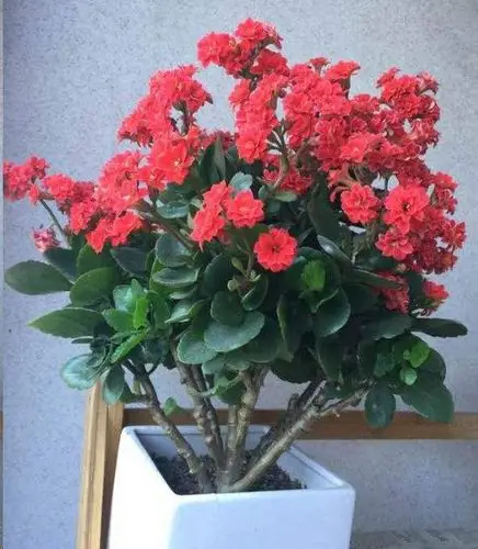 长寿花老桩越长越难看?这样做美回来!