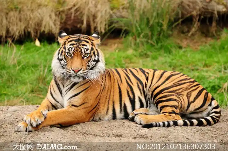 一只成年大老虎近景摄影高清图片_大图网图片素材