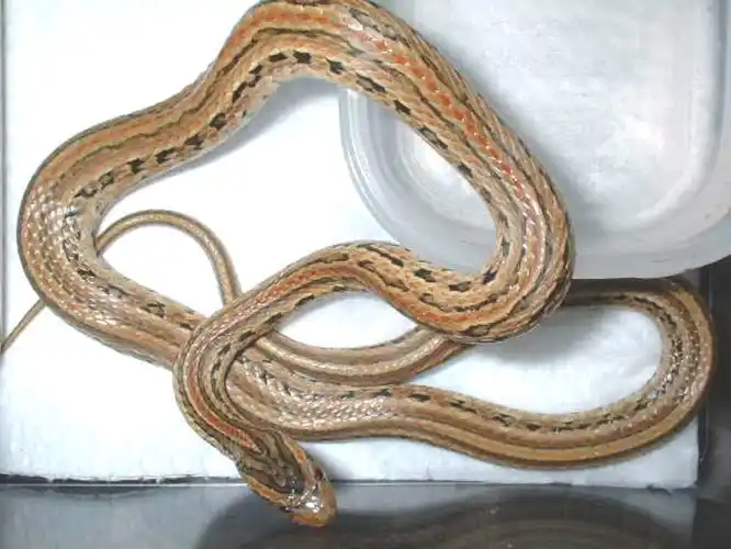 p>中国小头蛇(拉丁名 i>oligodon chinensis /i>),俗称秤杆蛇,游蛇科