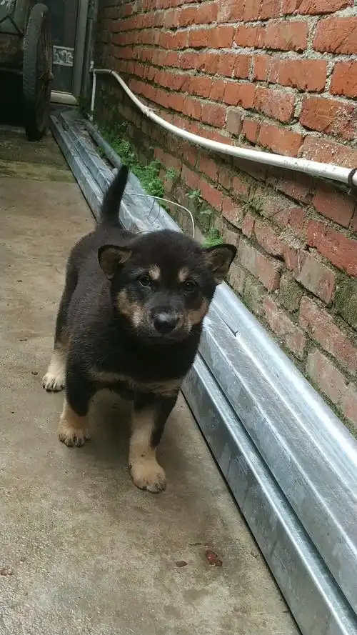 田园犬四眼铁包金