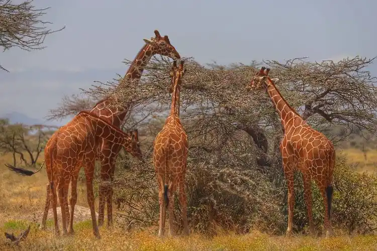 其它 走进非洲(一)《隔空对话》 写美篇丰厚水草是我们食量, 原始森林