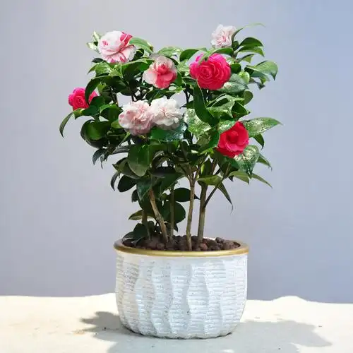 十八学士茶花盆栽山茶花绿植室内办公室阳台庭院花卉