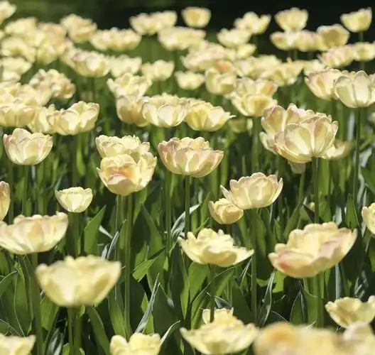 高贵典雅的郁金香