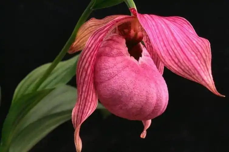 盘点世界上最稀有的10种花朵你绝对没见过