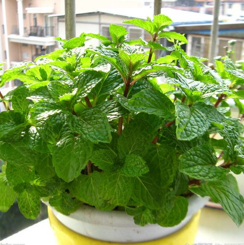 薄荷种子四季种易活开花不断室内观花卉绿植薄荷盆栽食用花种籽子