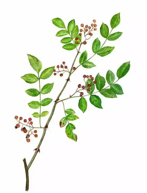 手绘药用植物美图欣赏