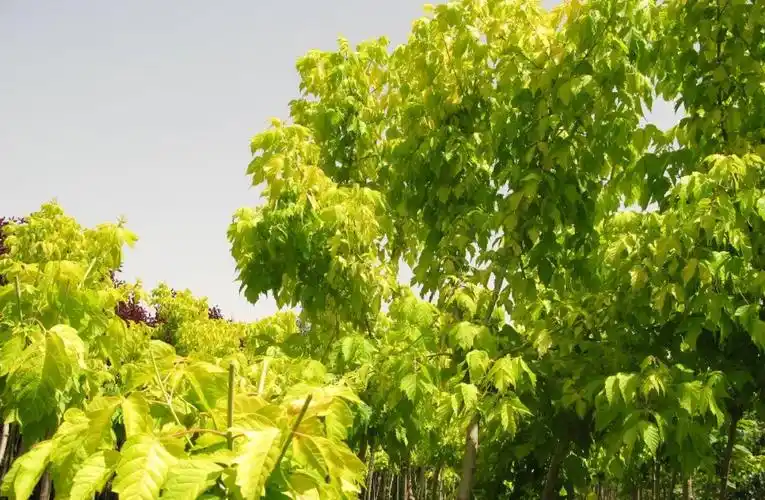 金叶复叶槭是乔木还是灌木(金叶复叶槭是乔木还是灌木呢)