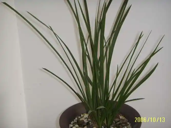 看叶看"花"-蕙兰篇-中国兰花交易网社区