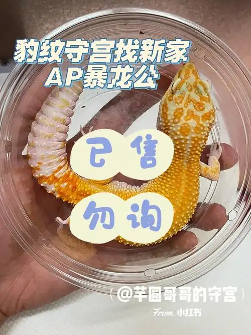 豹纹守宫ap暴龙成体公找新家