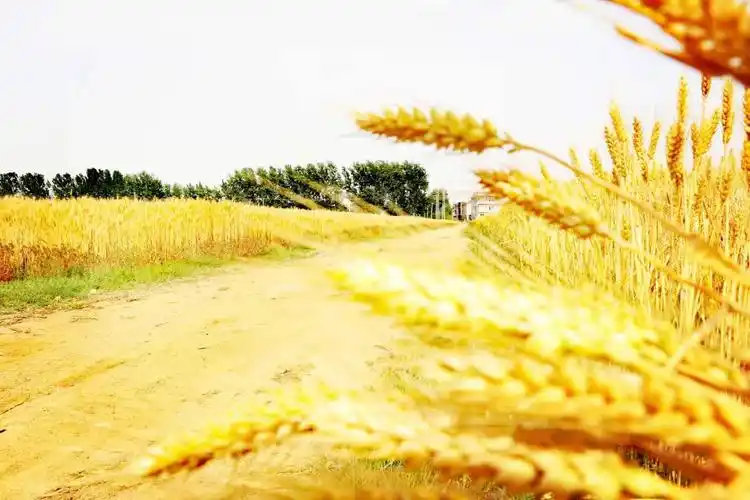 东海风吹麦浪丰景如画