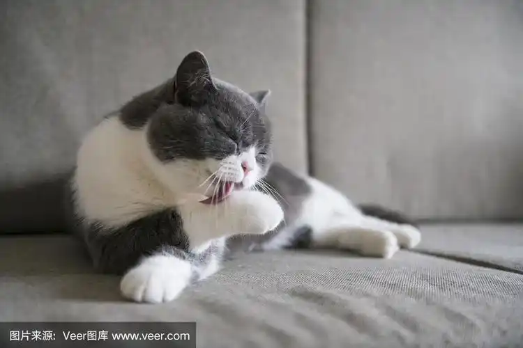 舔爪子的英国短毛猫