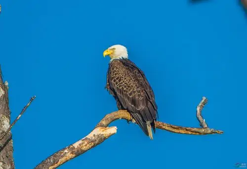 美国著名白头海雕拍摄点掠影7令人神驰的黑水533桥