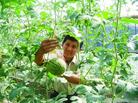 小西瓜吊着种(图)