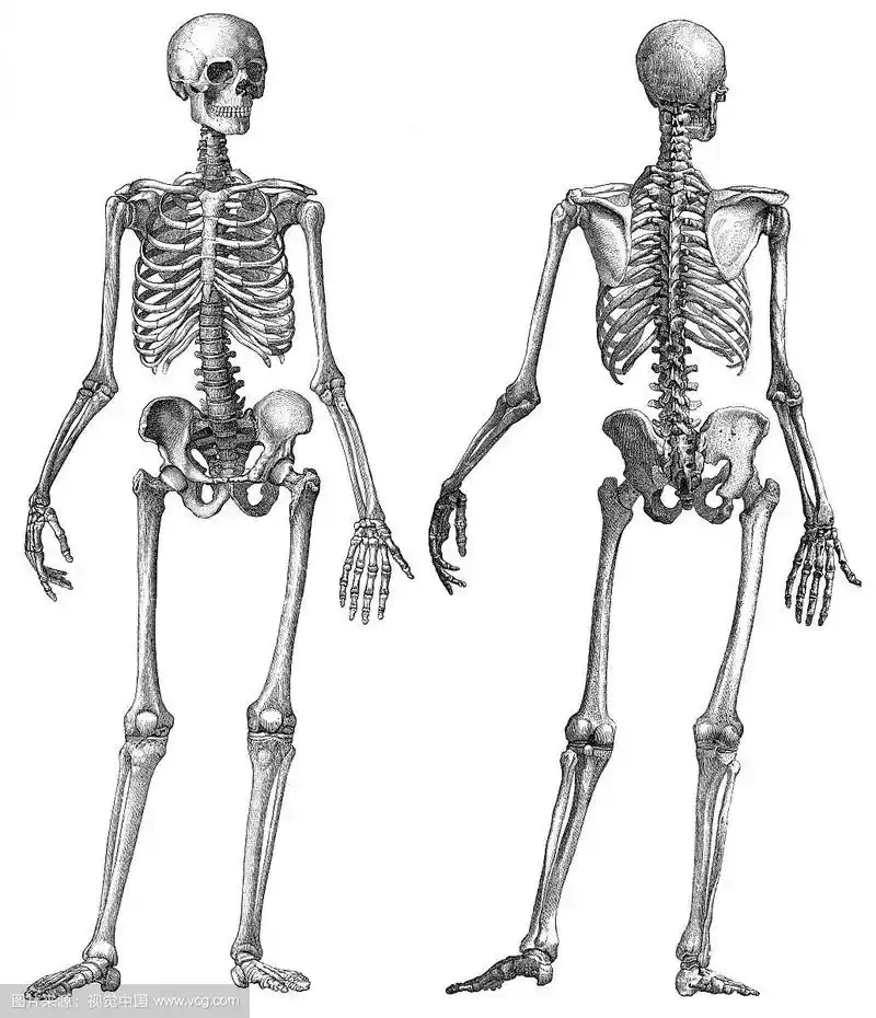 人体骨骼,解剖绘图,19世纪