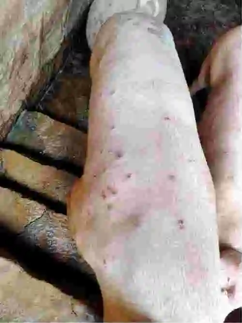 我这猪是怎么回事猪身上起红疙瘩