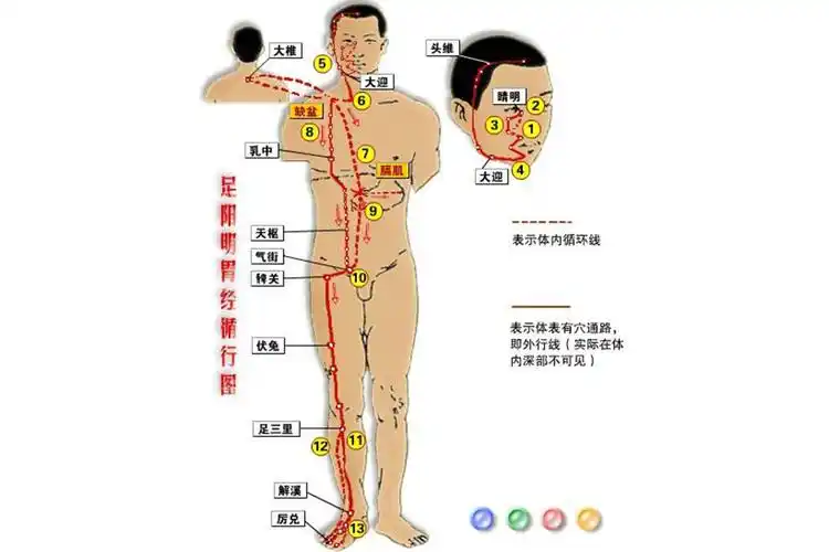 足阳明胃经有什么作用呢?