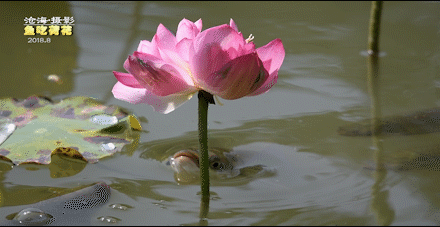 440_227gif 动态图 动图