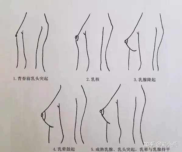 刘燕酿制女人乳房发育全过程是怎样的