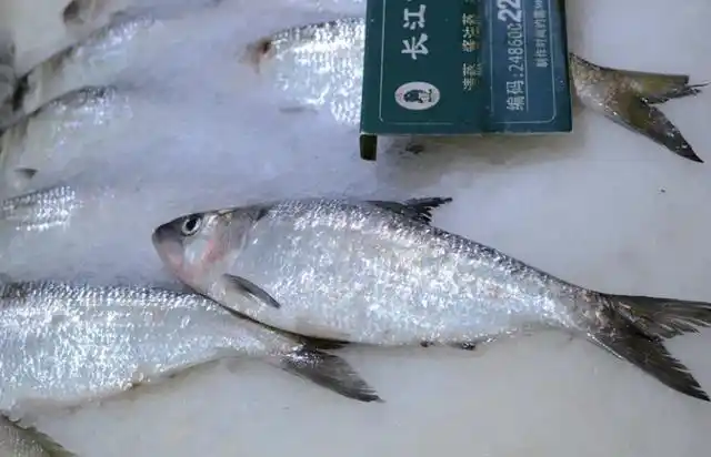 鲥鱼长得这么路人,为啥人们都爱它?