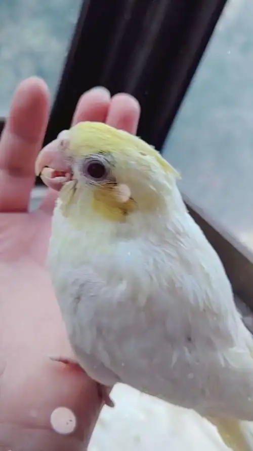 黄脸黄化玄凤鹦鹉