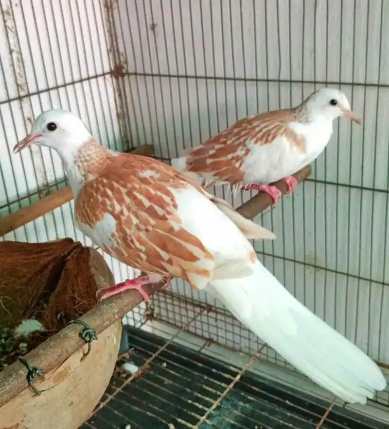 派特斑鸠.斑鸠 派特斑鸠 珠颈斑鸠 白化斑鸠 山斑鸠 灰斑鸠 - 抖音