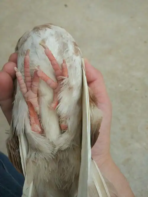 帮忙看看这两只鸽子是公是母