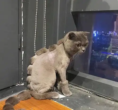 那些年给猫咪剪毛的故事