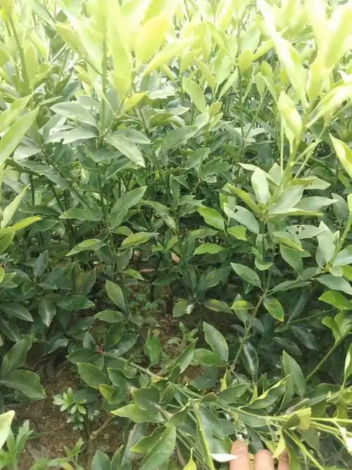 批发优质脆蜜金桔苗