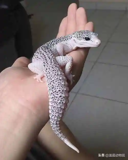 豹纹守宫蜥蜴豹纹守宫越来越受欢迎