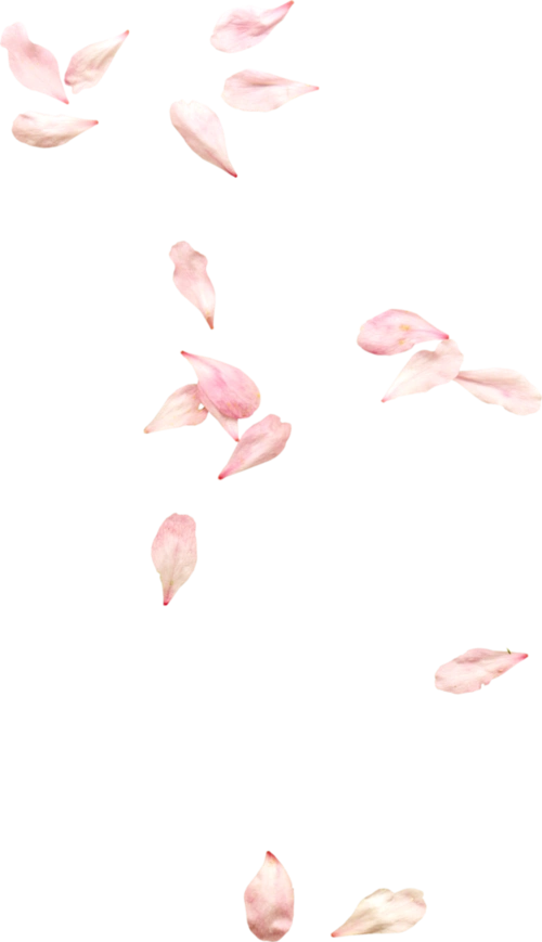 落花瓣图片大全_落花瓣图片素材【png免费下载】-90设计网