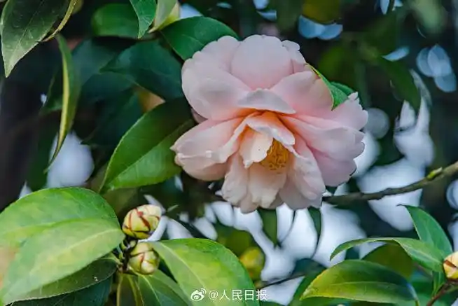 #江西赣州山茶花盛开#